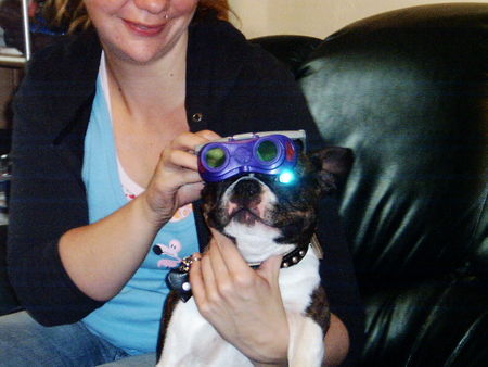 Boston Terrier Gonzo ist Mr.X