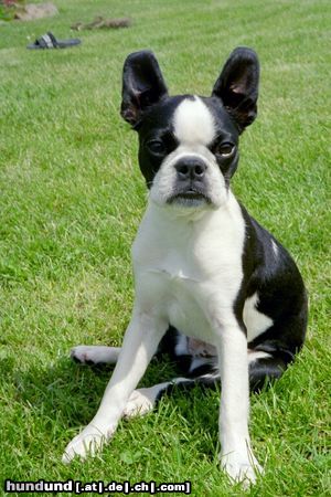 Boston Terrier Fotomodel