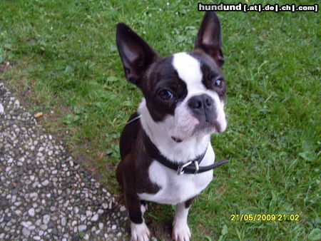 Boston Terrier trudy bettelt