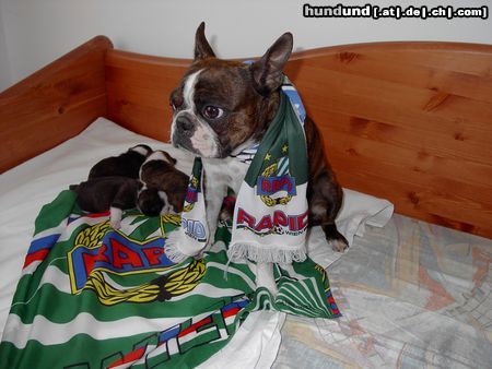 Boston Terrier .... auch wir sind Fussballfans.....