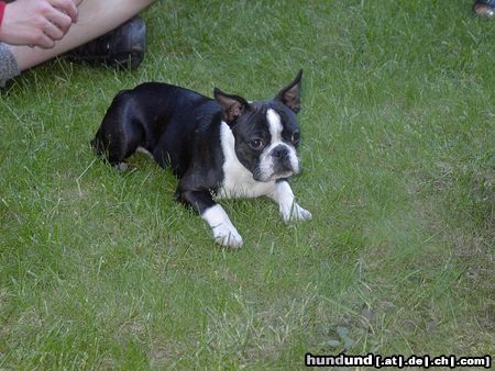 Boston Terrier Jopi v.Hengstbachtal alias SAM, der stolze Hotelier