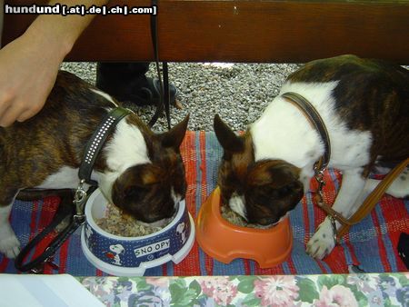 Boston Terrier Gipsy hat sich in der Futterschale geirrt