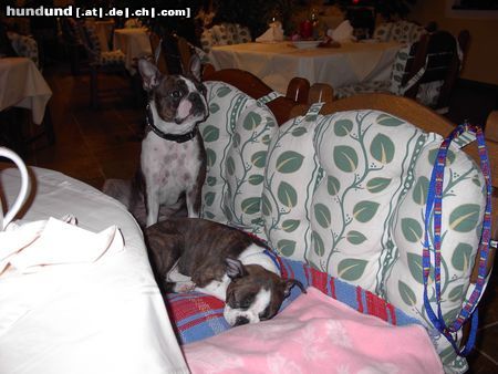 Boston Terrier Gipsy u.Snoopy beim Abendessen im 3 Hauben Restaurant