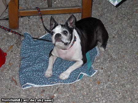 Boston Terrier UGLY unser Senior im Club