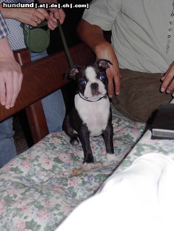 Boston Terrier Herkules 