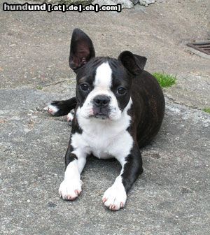 Boston Terrier Vicky zahnt, deshalb ist ein Ohr abgeklappt