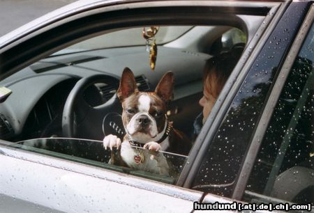 Boston Terrier Shirley liebt das Autofahren