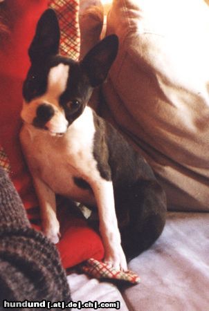 Boston Terrier Wer diesem Blick widerstehen? (Flo mit 17 Wochen)