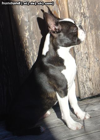 Boston Terrier Sonnenanbeter