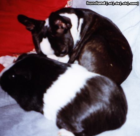 Boston Terrier Schwein muss man haben- Flo und Speedy