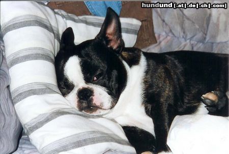 Boston Terrier Herkules 