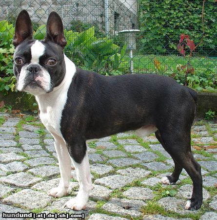 Boston Terrier CBD-Club-Jugend-Sieger 2005: Gwynn od Pulnocniho slunce,Mail: cui_bono@online.ms