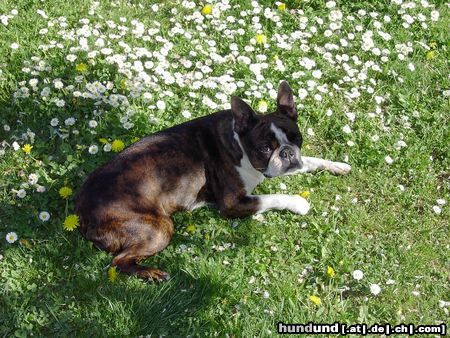 Boston Terrier Mein Garten, die Gänseblümchen und ICH