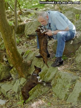 Boston Terrier Gipsy liebkost den Präsidenten