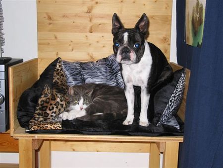 Boston Terrier Toni und sein Freund 