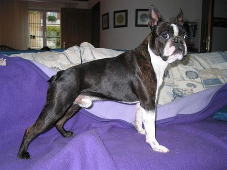 Boston Terrier .......soll ich die Decke entfernen, denkt sich Toni?!?!