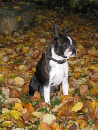 Boston Terrier Toni bewundert die Herbstlandschaft