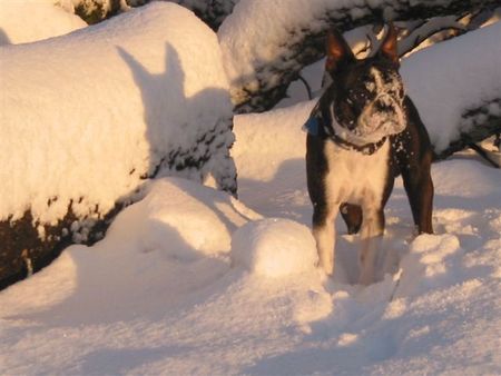 Boston Terrier ......Schneeballschlacht oder neugierig......