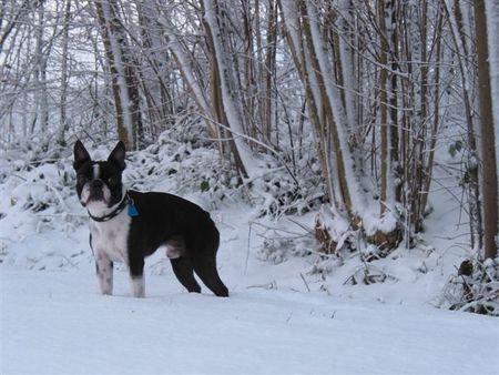 Boston Terrier Tonis Adventspaziergang