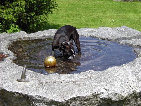 Boston Terrier Zuhause fühlt sich Toni am wohlsten