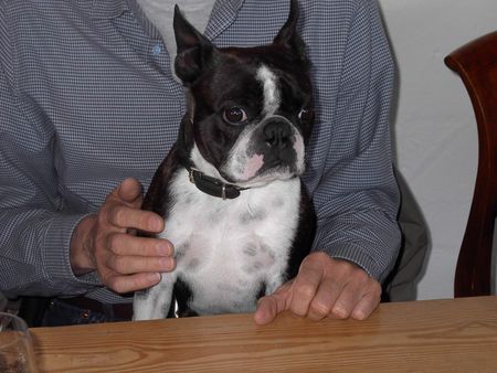 Boston Terrier Toni machte Rast in Lindau