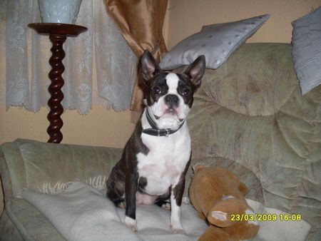 Boston Terrier Unsere Trudy auf ihrem Lieblingsplatz