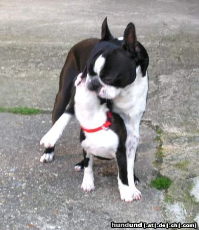 Boston Terrier Vicky und Ferry sind unzertrennlich