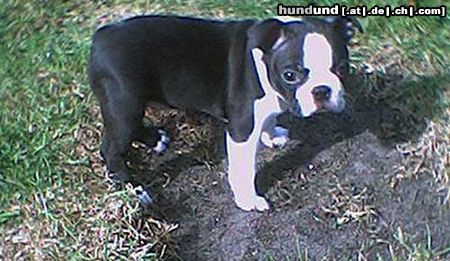 Boston Terrier Gordon, 6 Wochen alt