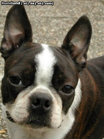 Boston Terrier Dolly v.d.Birkenheide alias Whoopi, die liebe Linzerin