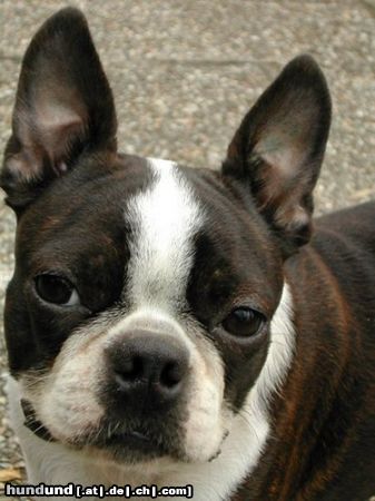 Boston Terrier