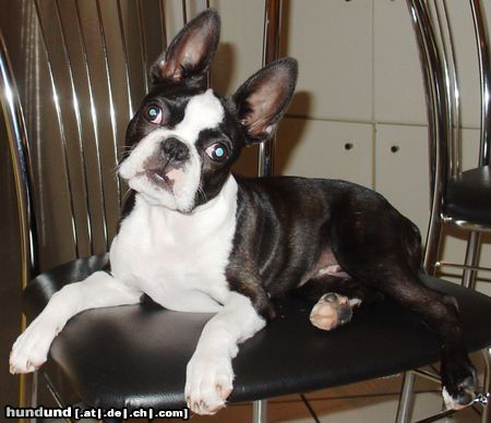 Boston Terrier Und was machen wir jetzt???