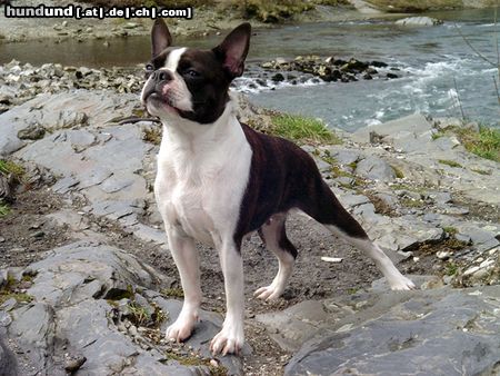 Boston Terrier Alice ist happy