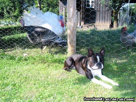 Boston Terrier Toni in seiner Ranch