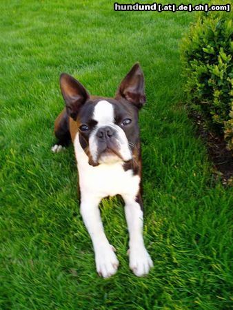 Boston Terrier Gordon (9 Monate alt)