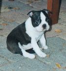 Boston Terrier