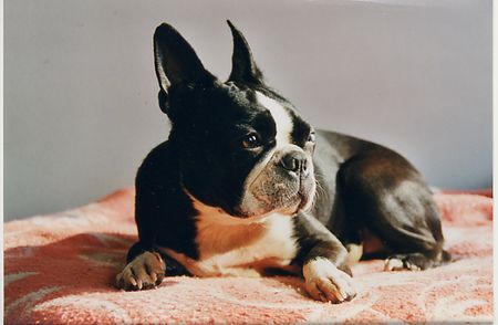 Boston Terrier Betty