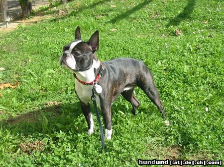 Boston Terrier Shela