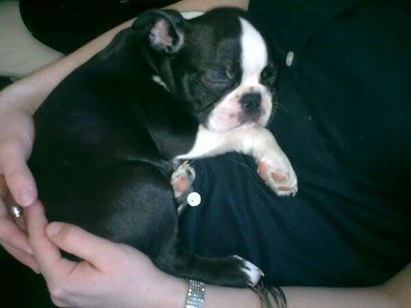 Boston Terrier Mogli gerade einmal 9 Wochen jung 