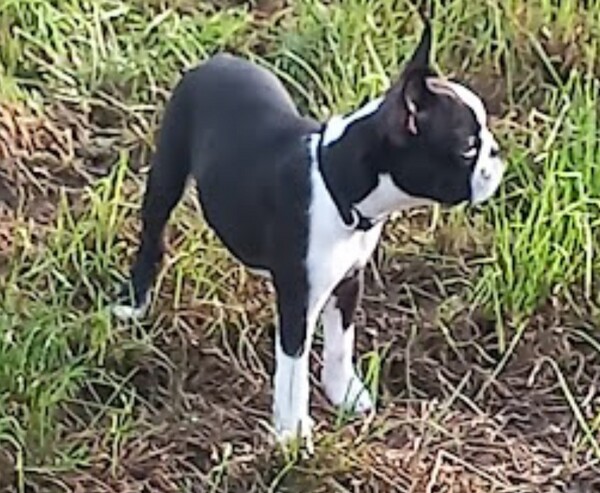 Boston Terrier Angel vom Rottaler Hügel 