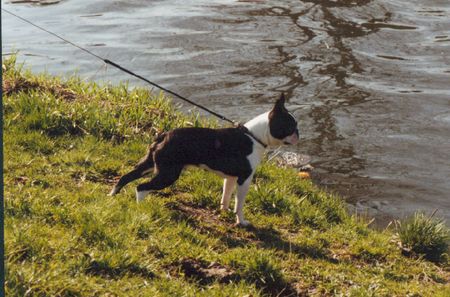 Boston Terrier