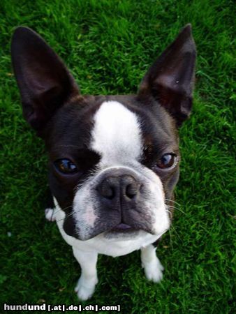 Boston Terrier Gordon, 11 Monate alt