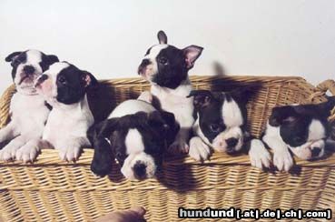 Boston Terrier Ein Korb voller Hundeglück- A-Wurf im Kennel Jolly Joker