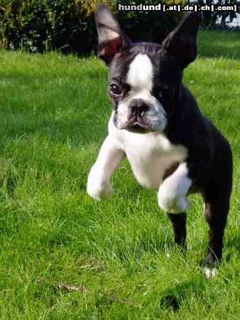 Boston Terrier Ich bin Dumbooo!