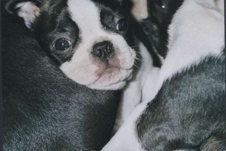 Boston Terrier