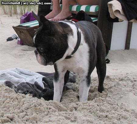 Boston Terrier Toni in Urlaubsstimmung