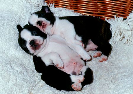 Boston Terrier Amadeus und Annika Jolly Joker 3 Wochen alt