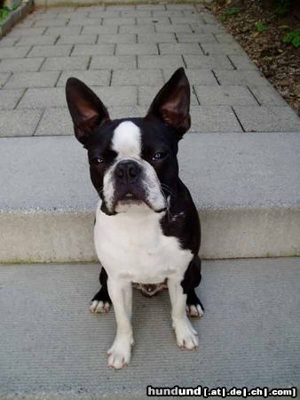 Boston Terrier Gordon