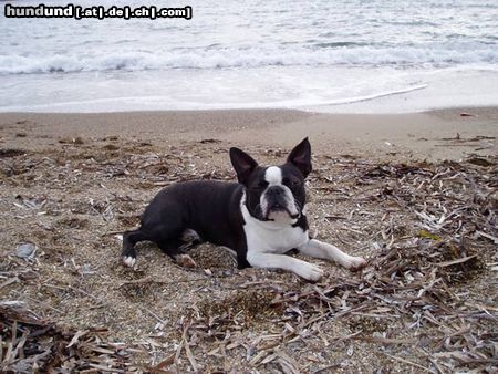 Boston Terrier Gordon am Strand der Insel Elba (Italien)