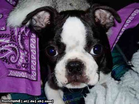 Boston Terrier Gordon