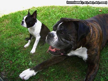 Boston Terrier Elli Jolly Joker und Freund Nabucco